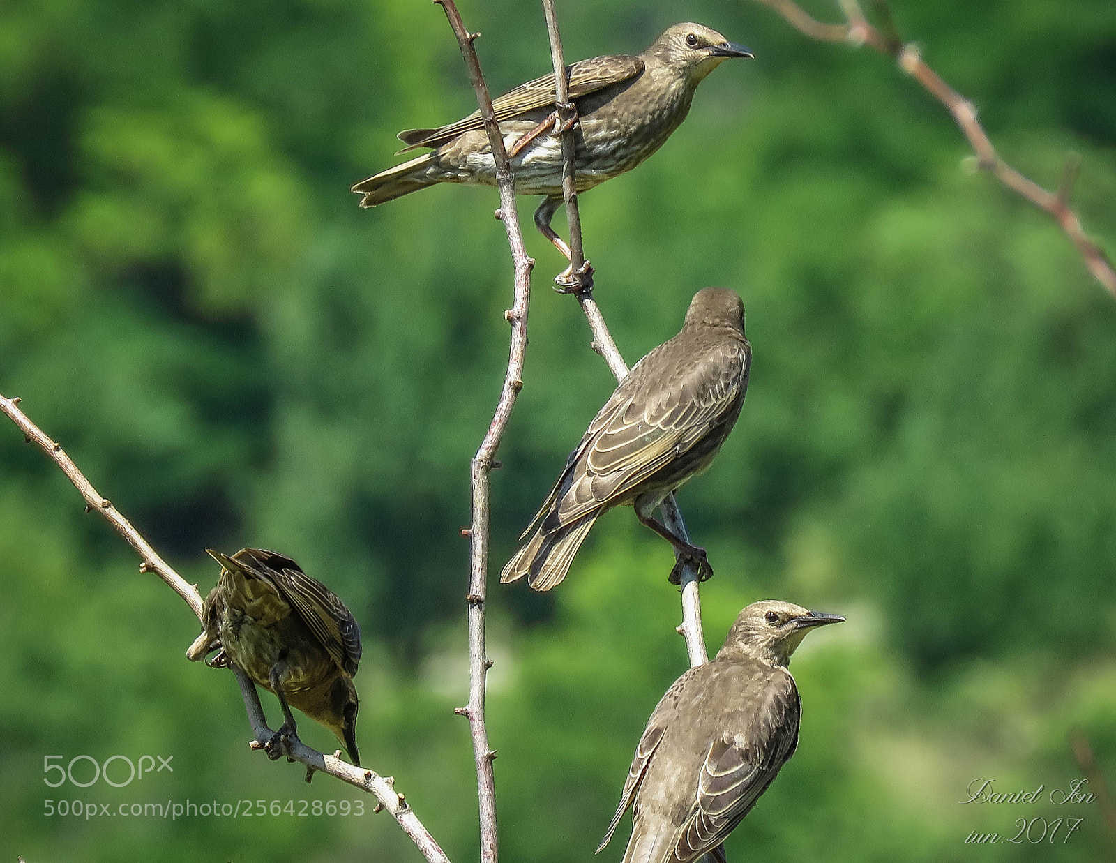 Canon PowerShot SX60 HS sample photo. Graurul sturnus vulgaris ordinul photography