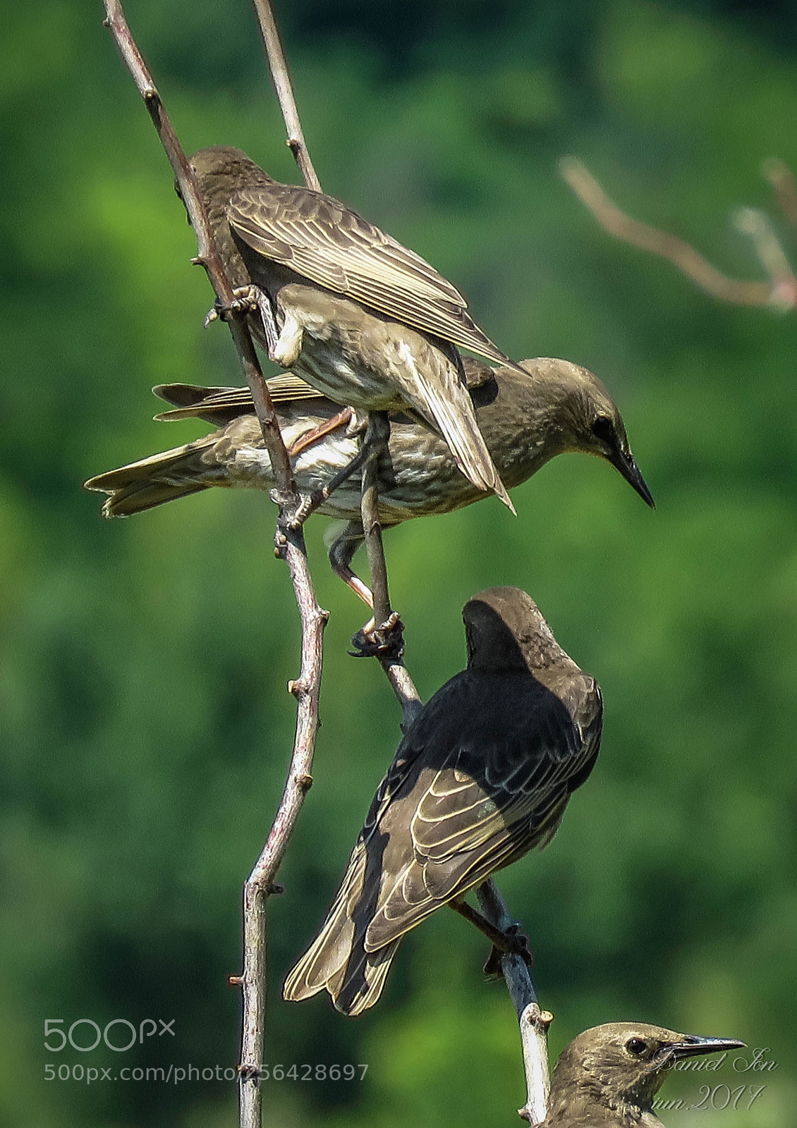 Canon PowerShot SX60 HS sample photo. Graurul sturnus vulgaris ordinul photography