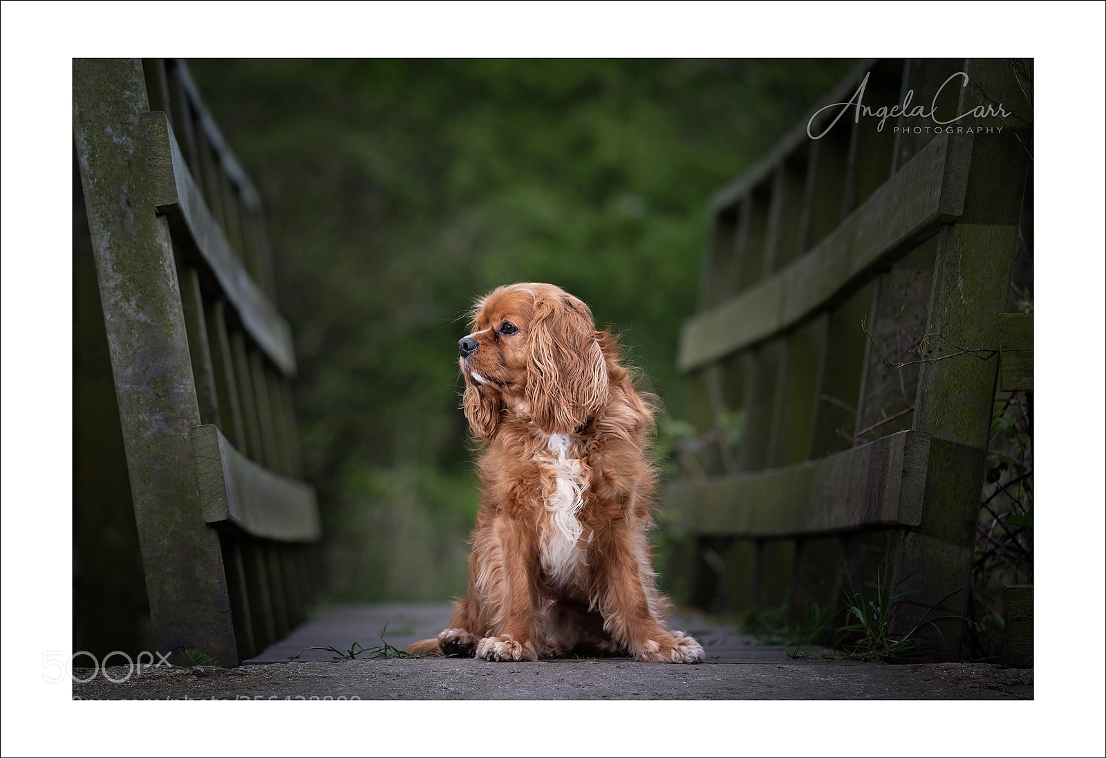 Nikon D810 sample photo. Charlie  photography
