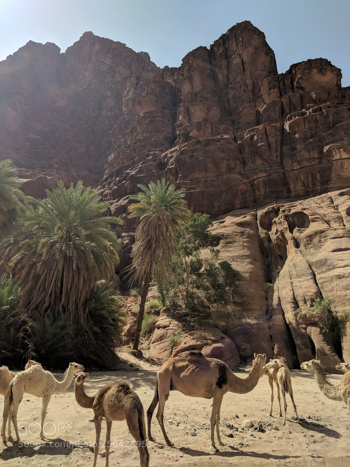 Google Pixel 2 XL sample photo. Camels at wadi disha photography