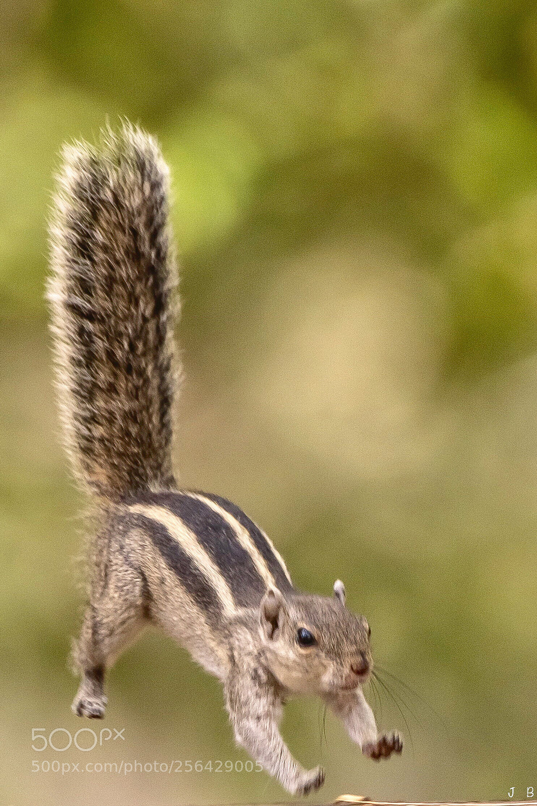 Nikon D500 sample photo. Safe landing photography