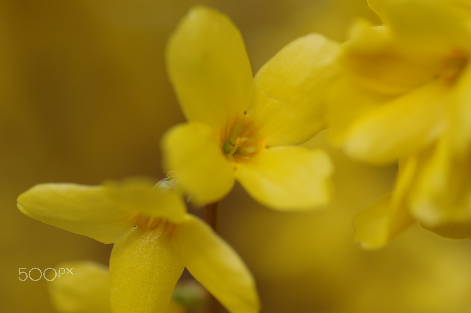 Pentax K-3 II + Pentax smc D-FA 100mm F2.8 Macro WR sample photo. Forsythia and yellow bokeh photography