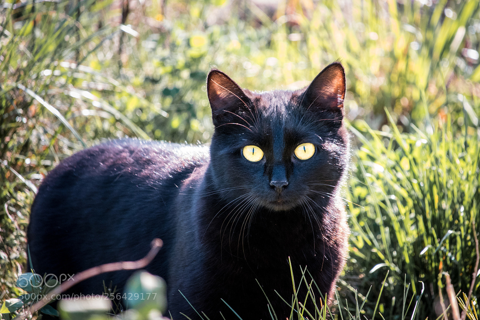Canon EOS 80D sample photo. You win! photography