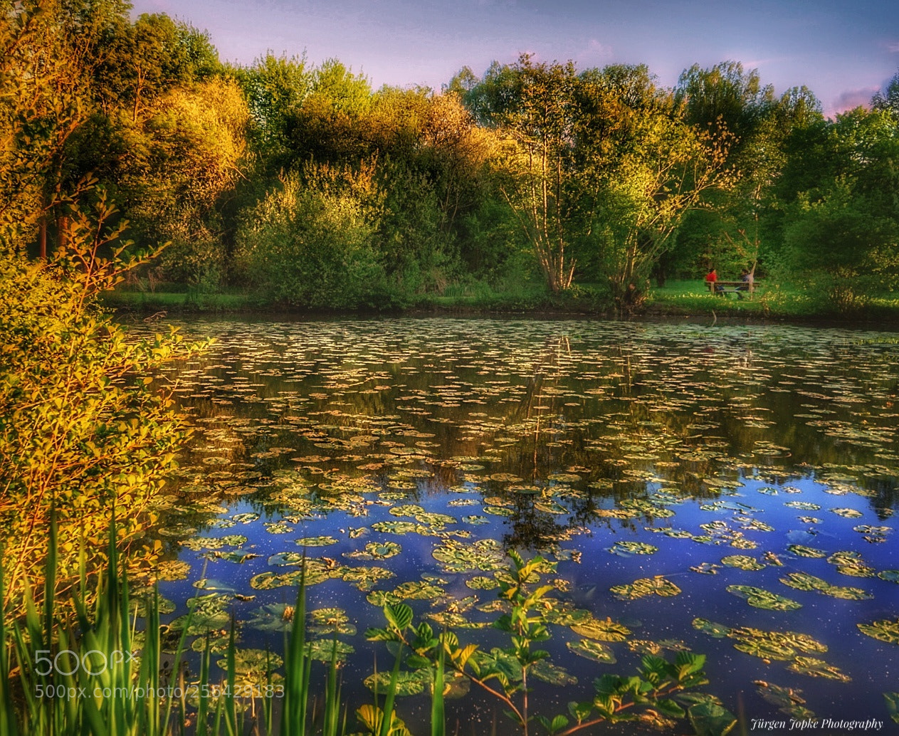 Sony a7 sample photo. "at the pond" photography