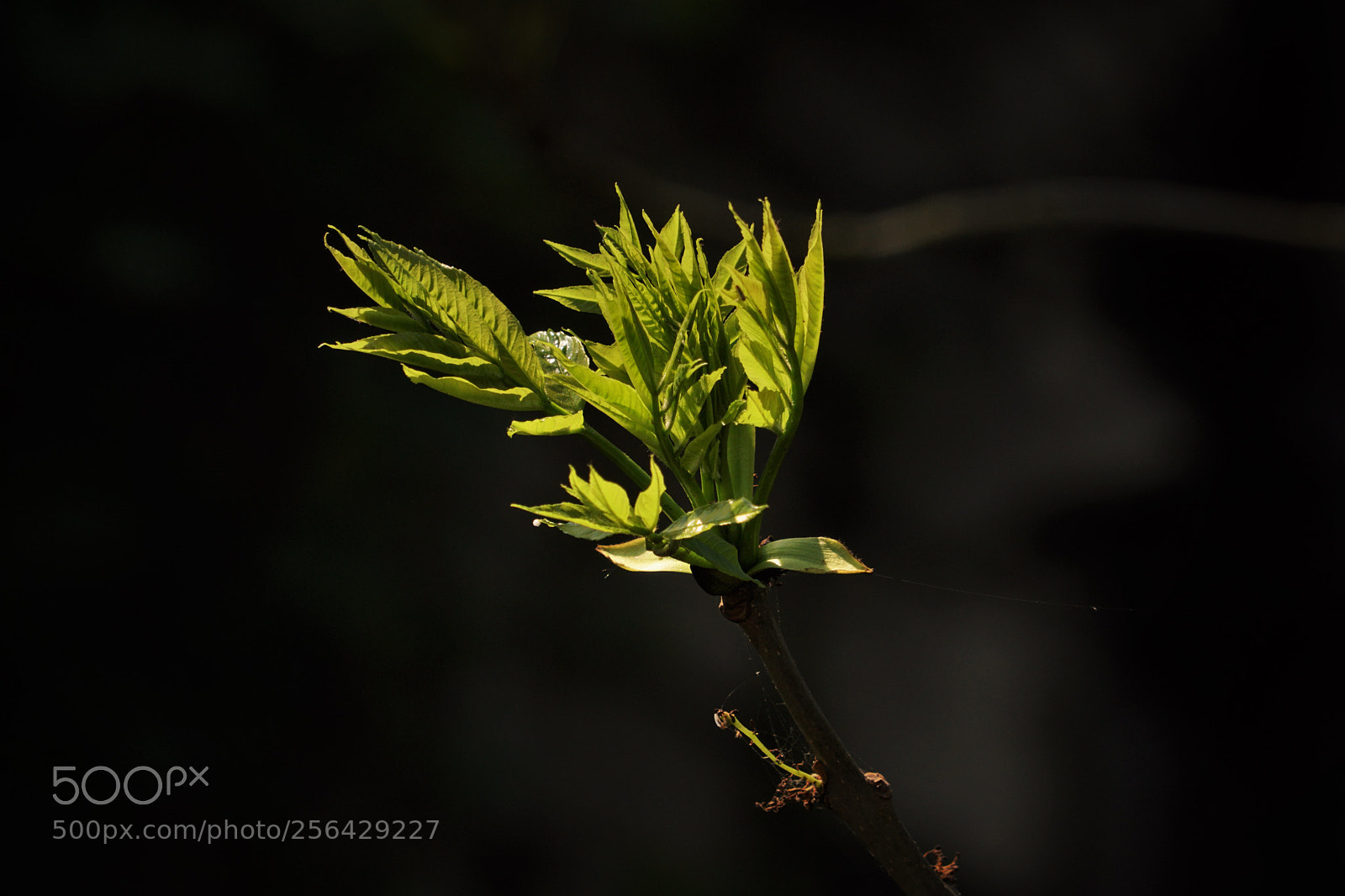 Sony a6500 sample photo. Green leaves in the photography