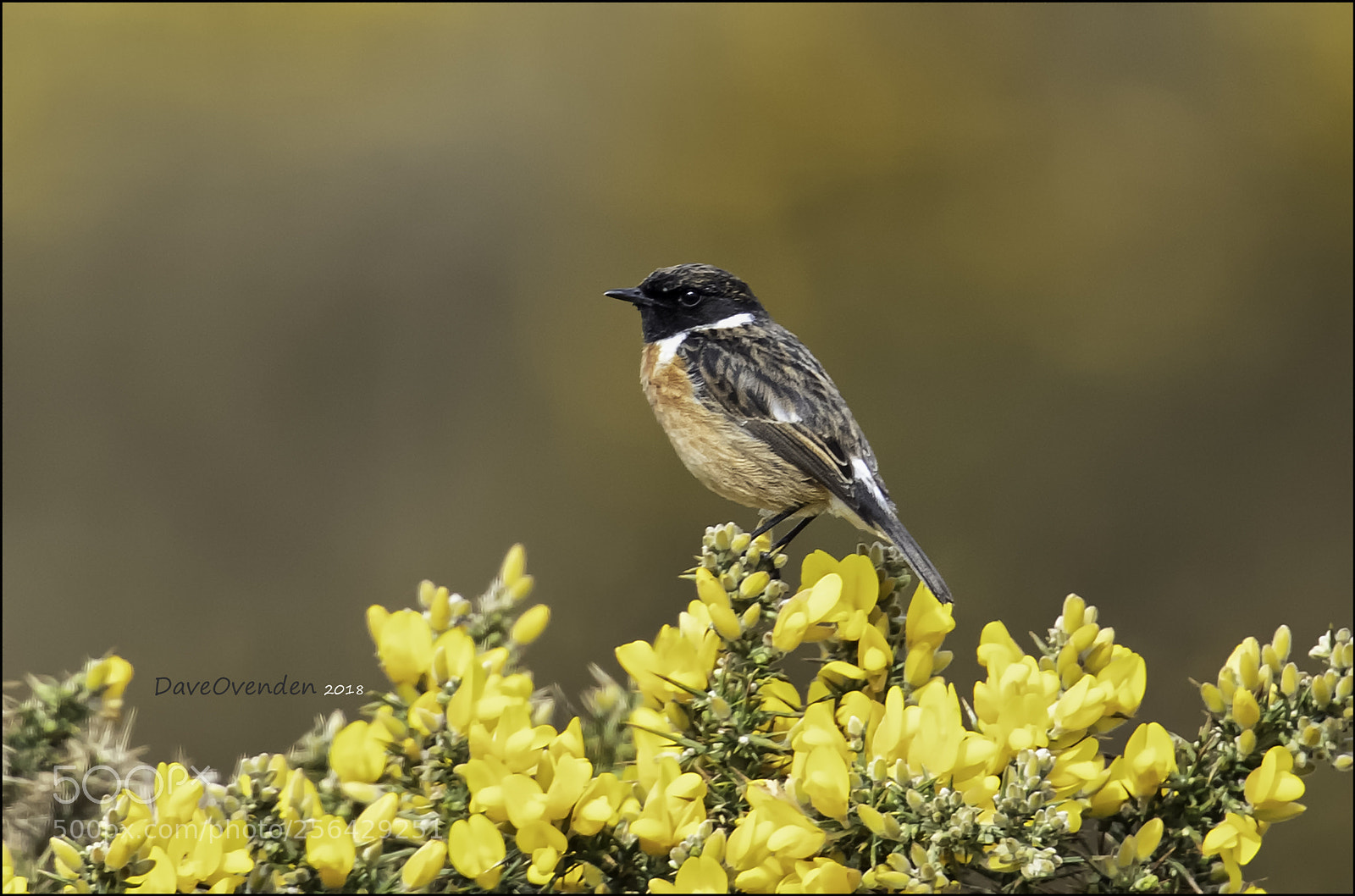 Canon EOS-1D X Mark II sample photo. Stonechat photography