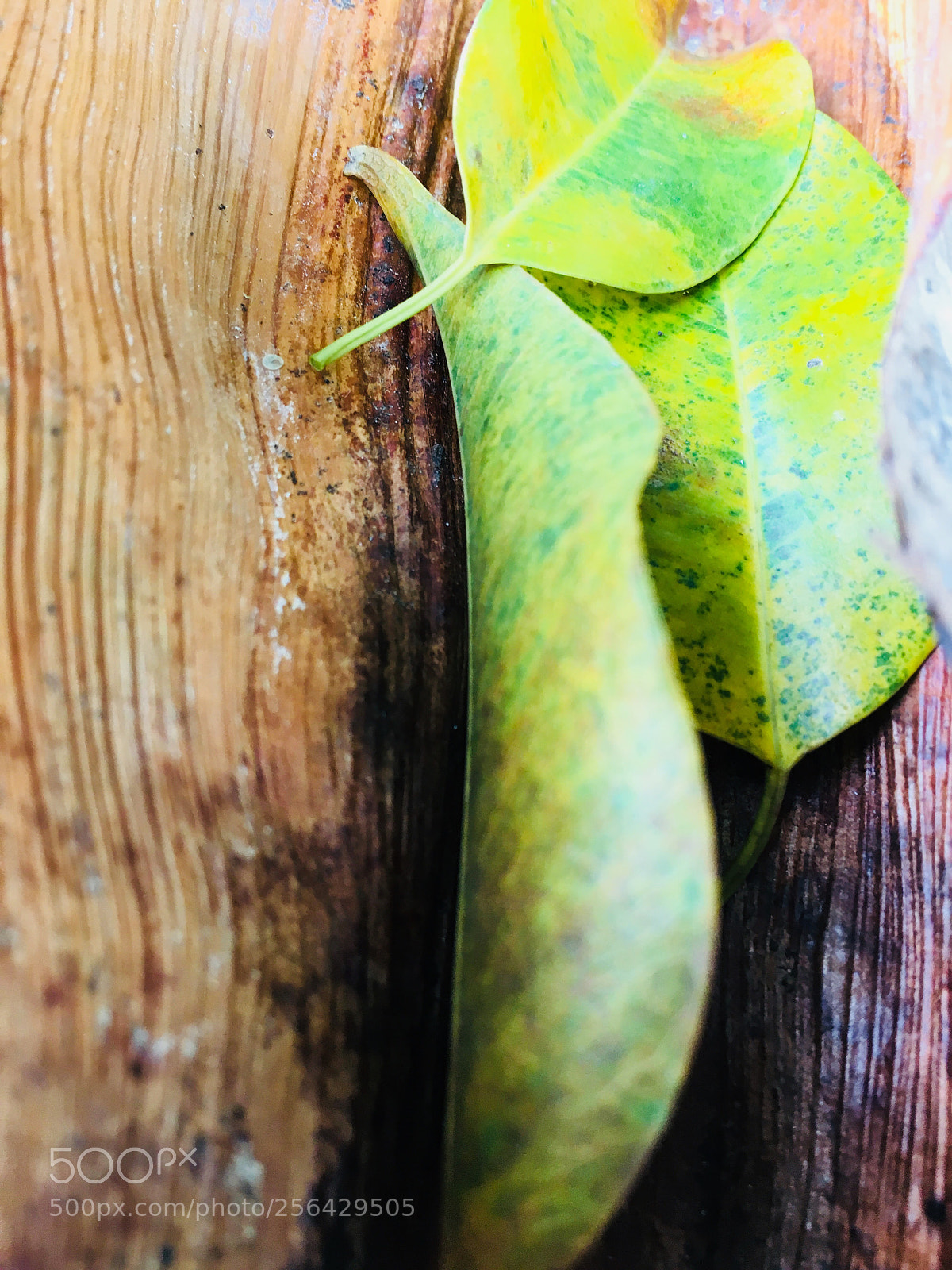 Apple iPhone 6s sample photo. Nature’s beauty  photography