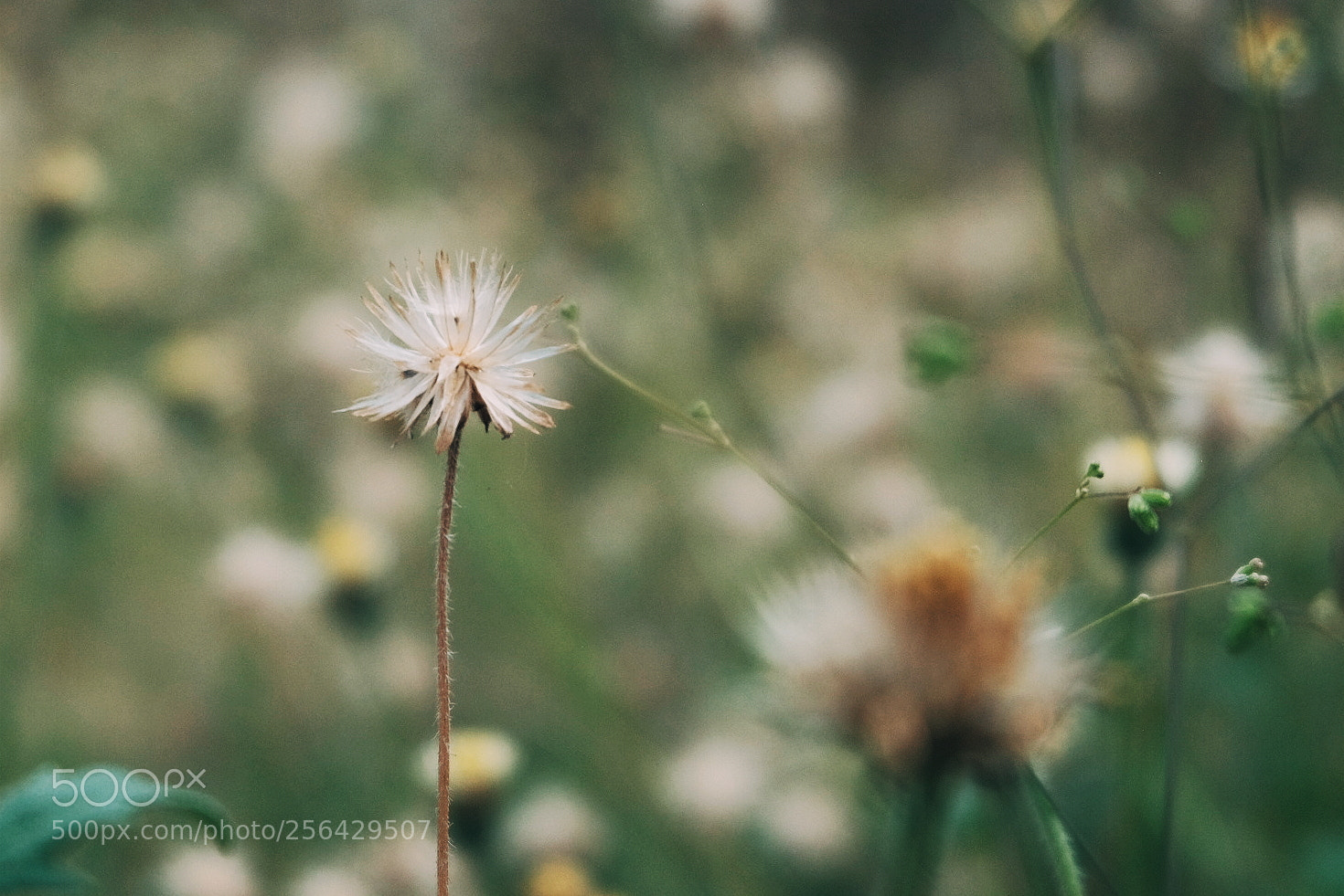Fujifilm X-E2 sample photo. Untitled photography