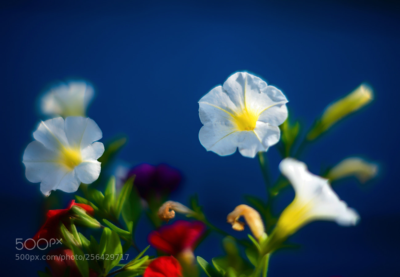 Leica SL (Typ 601) sample photo. Sunny morning photography