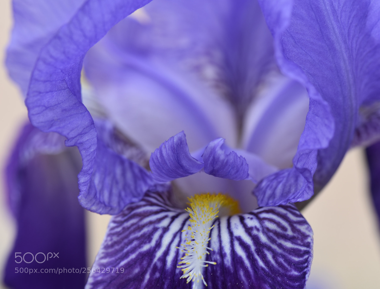 Nikon D7200 sample photo. Lirio morado photography