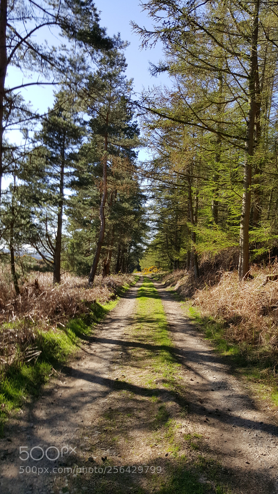 Samsung Galaxy S6 sample photo. Kyloe woods photography