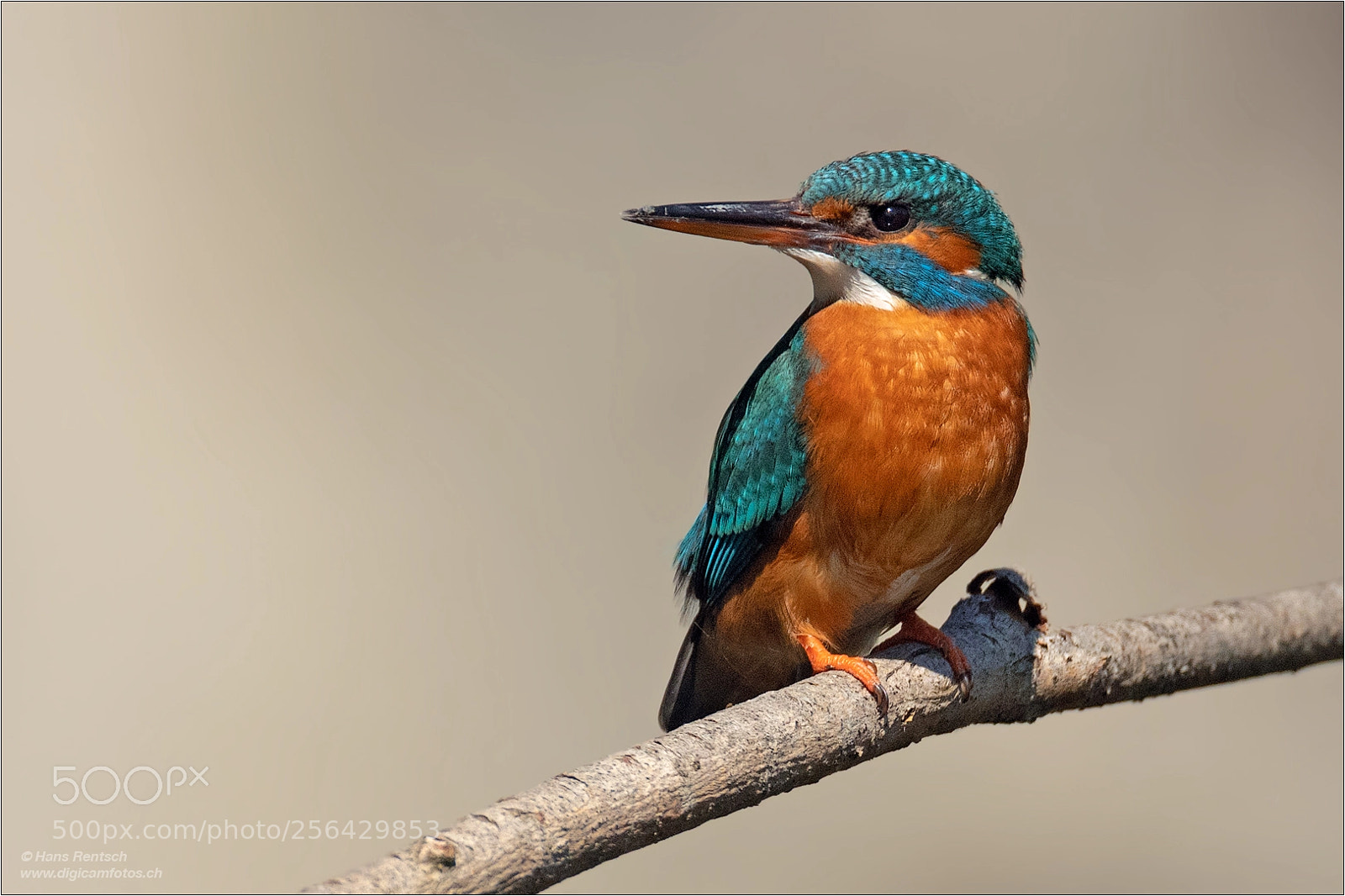 Nikon D850 sample photo. Common kingfisher photography