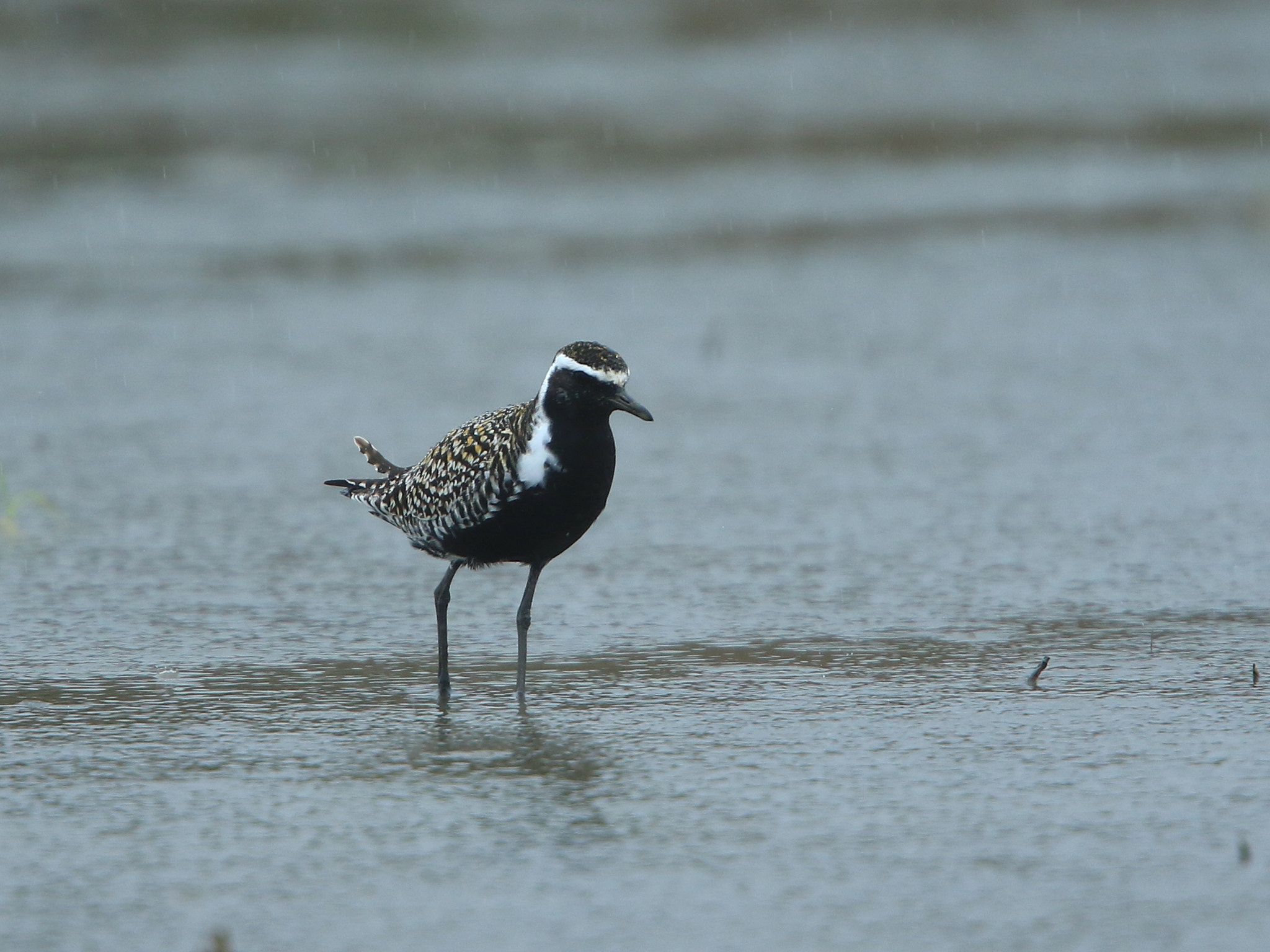 Canon EF 400mm F2.8L IS USM sample photo. ムナグロ ♂ pacific golden plover photography