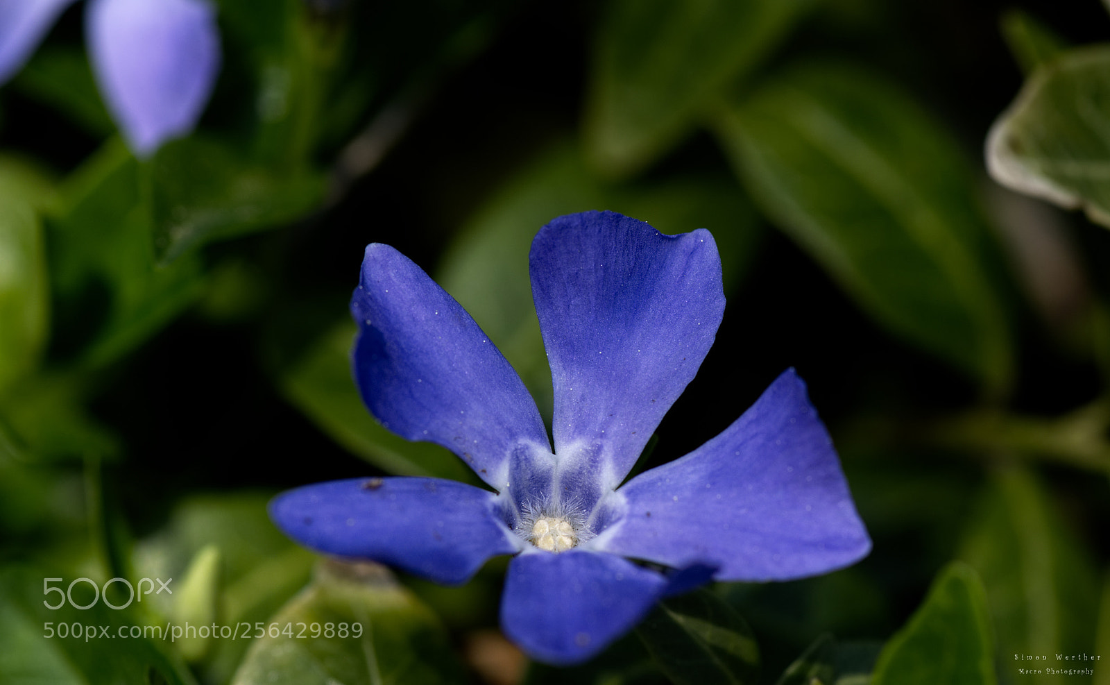 Nikon D5600 sample photo. O.t. photography