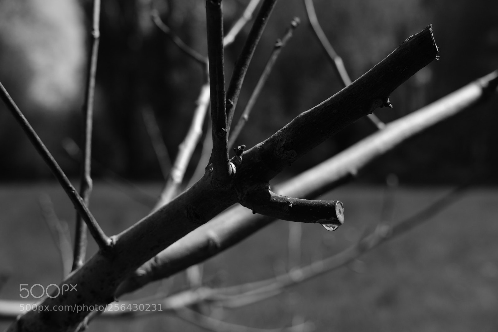 Fujifilm X-T20 sample photo. Twig photography