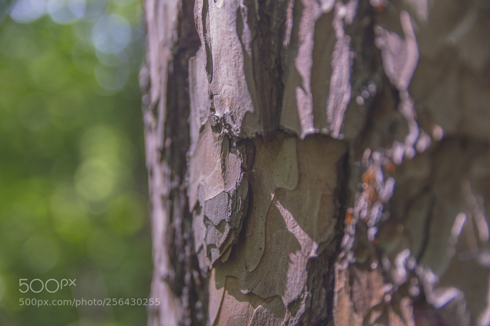 Nikon D7200 sample photo. Out in the woods photography