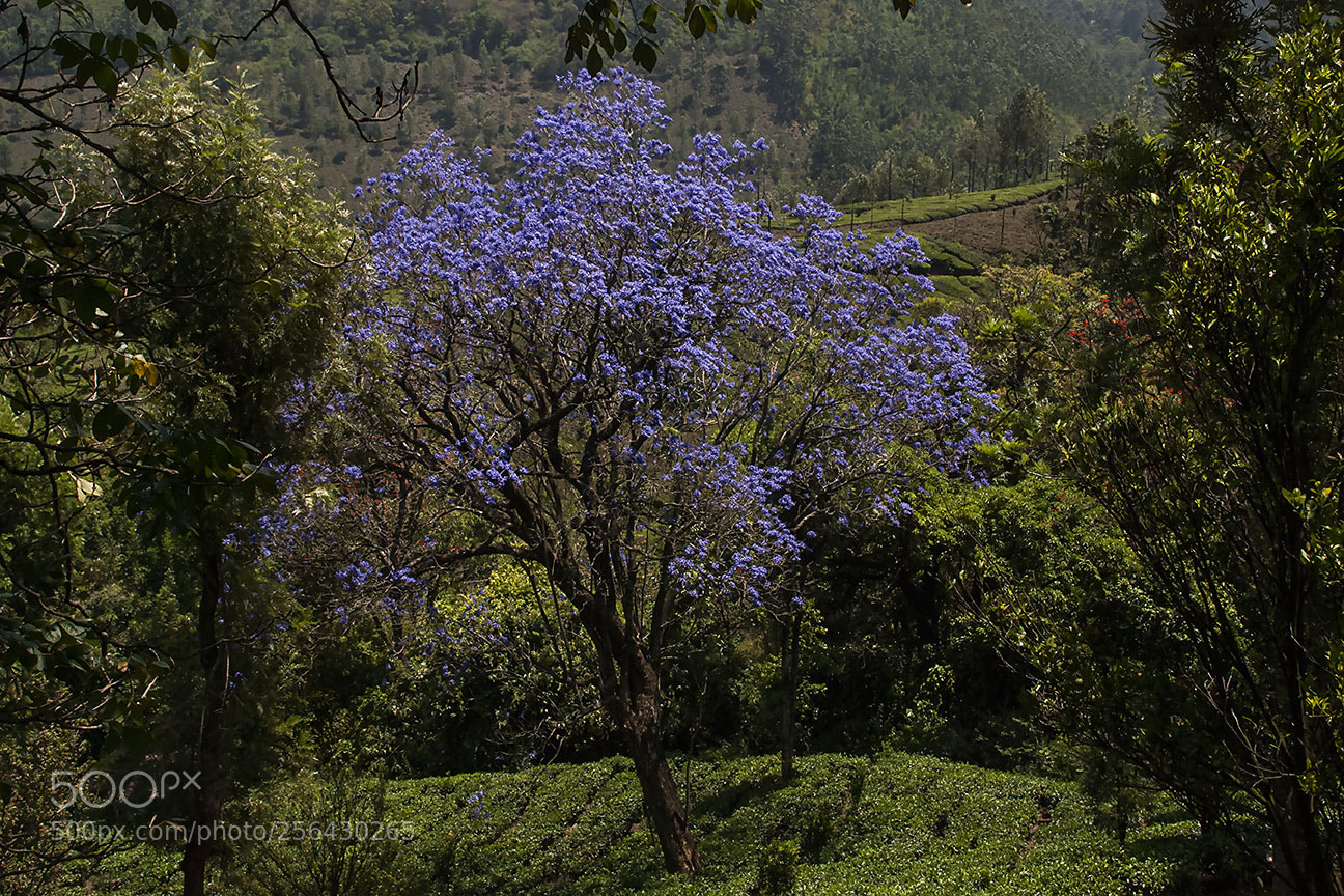 Nikon D80 sample photo. Blue flowers photography