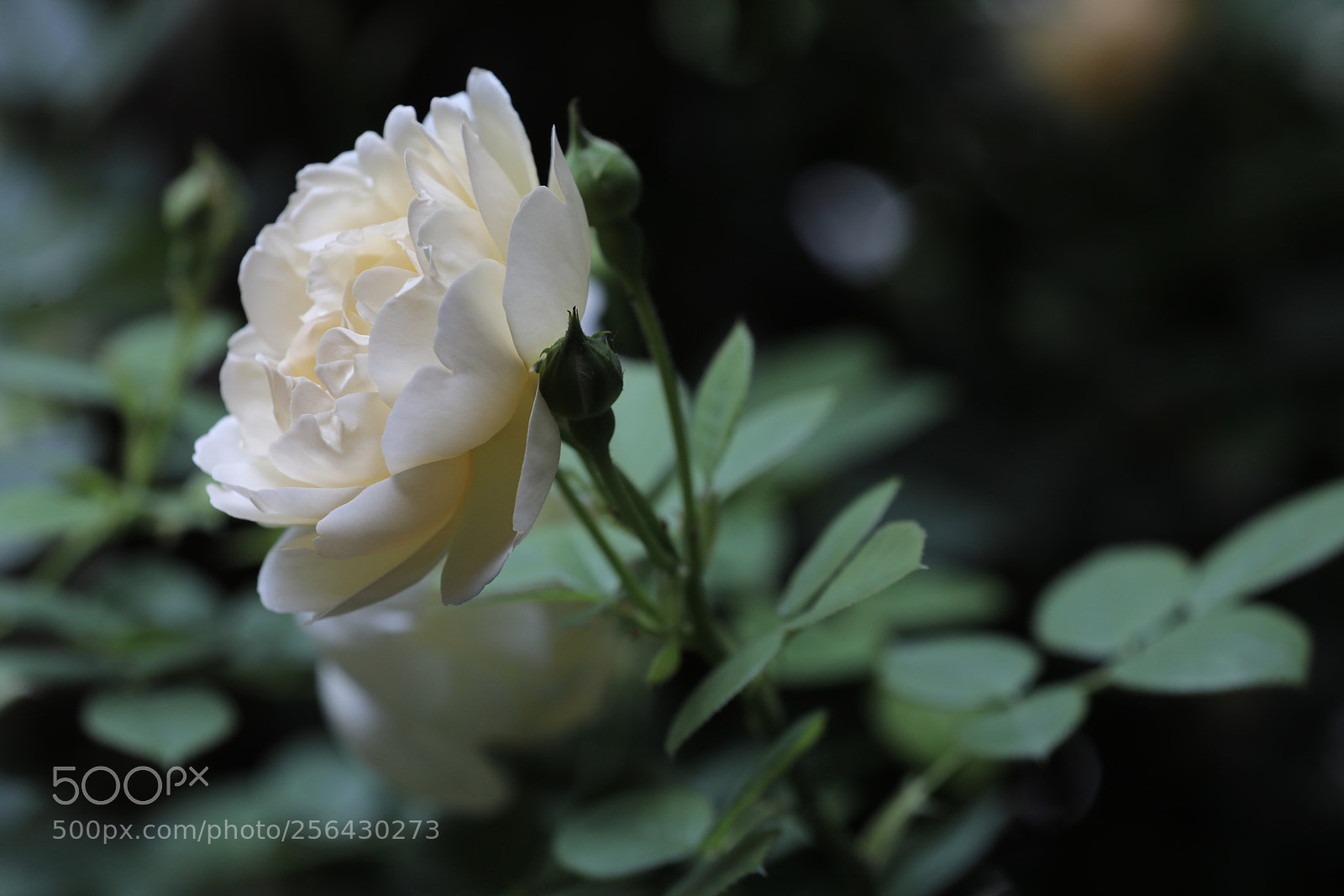 Canon EOS 5D Mark IV sample photo. 月季 photography