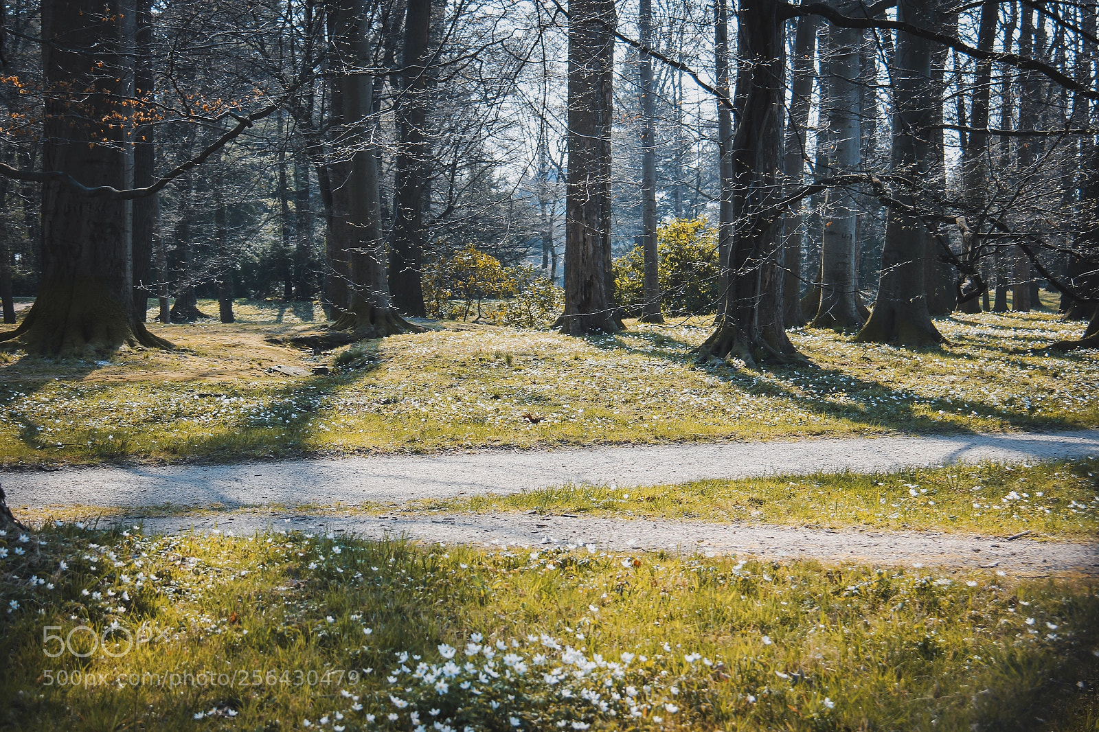 Canon EOS 550D (EOS Rebel T2i / EOS Kiss X4) sample photo. Forest photography