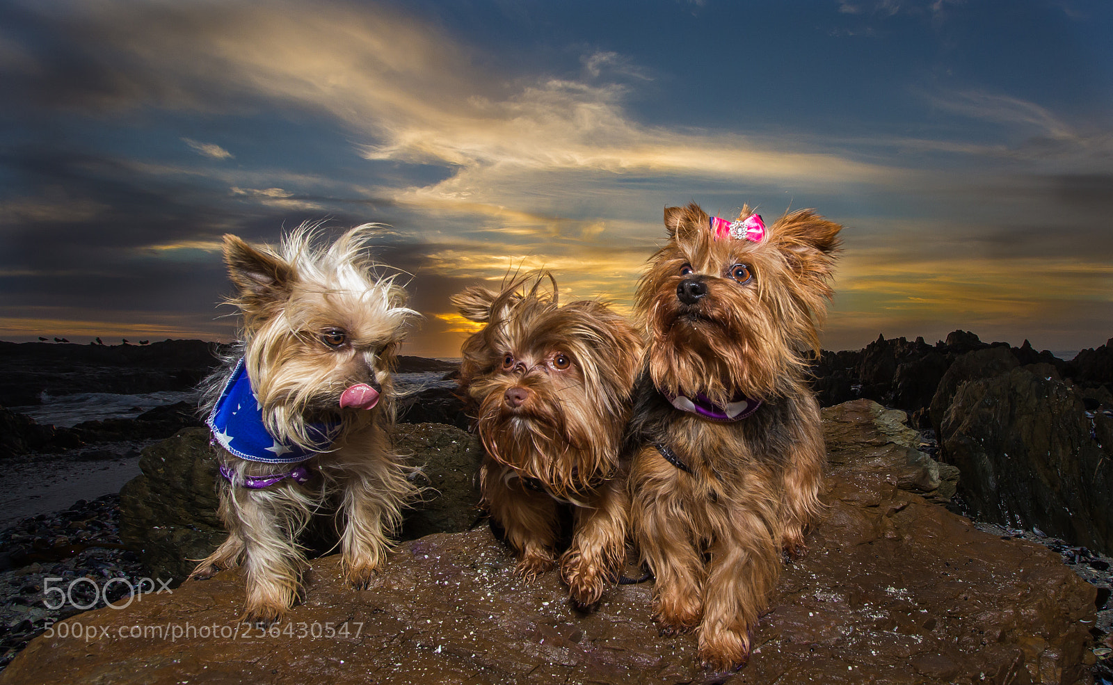 Canon EOS 60D sample photo. Yorkie sunset photography