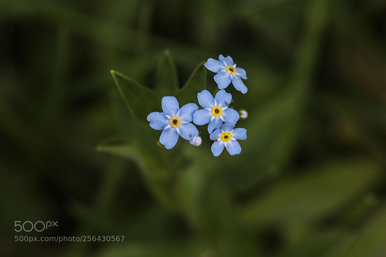 Nikon D810 sample photo. Flower photography