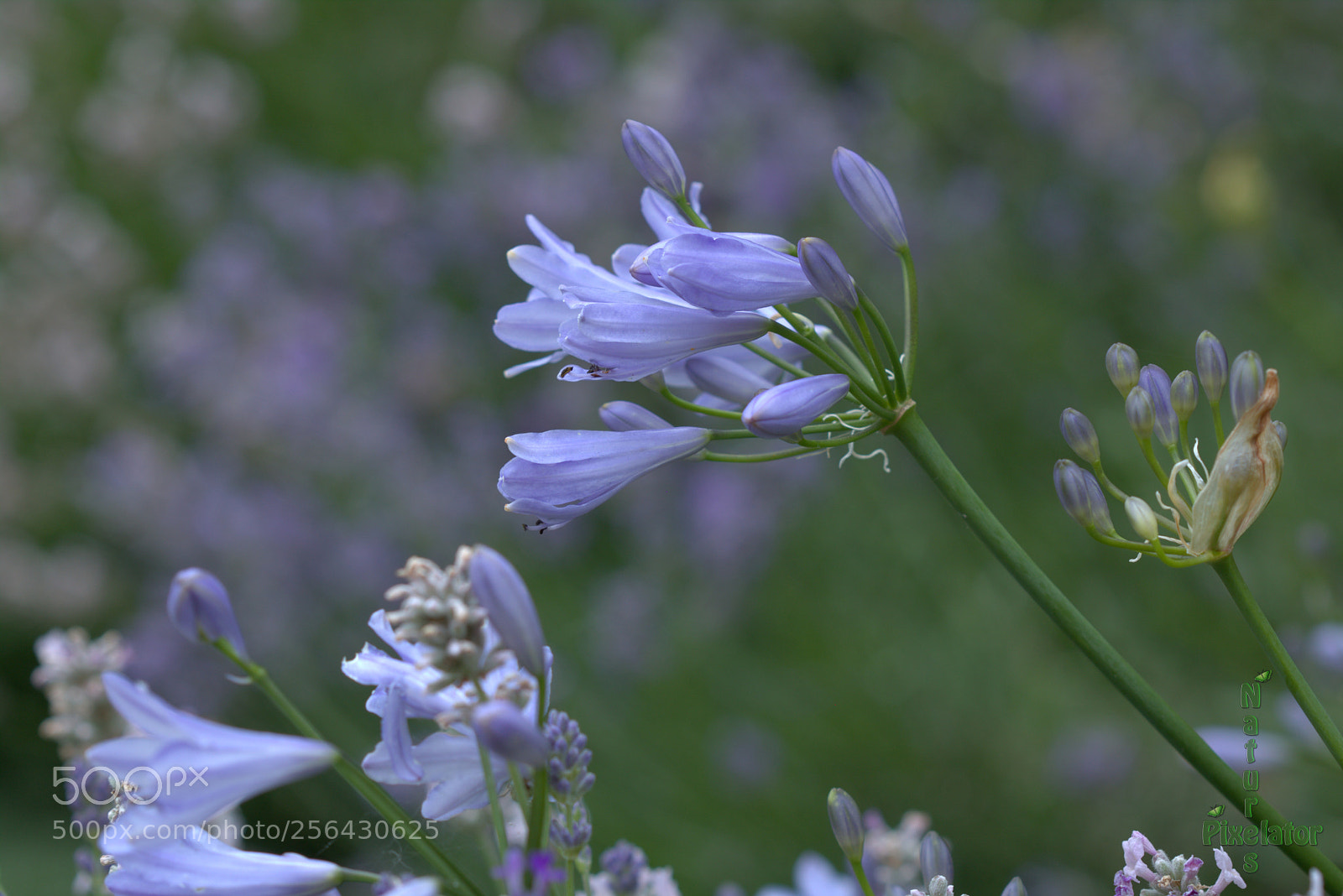 Canon EOS 750D (EOS Rebel T6i / EOS Kiss X8i) sample photo. Fanfare in blue ! photography