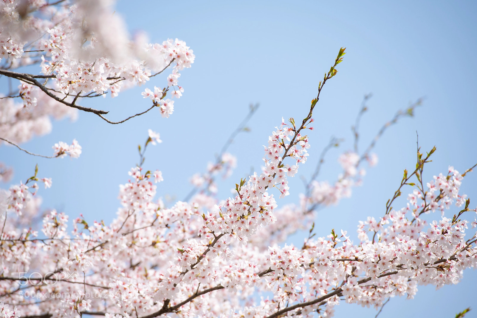 Nikon D600 sample photo. Sakura bloom photography