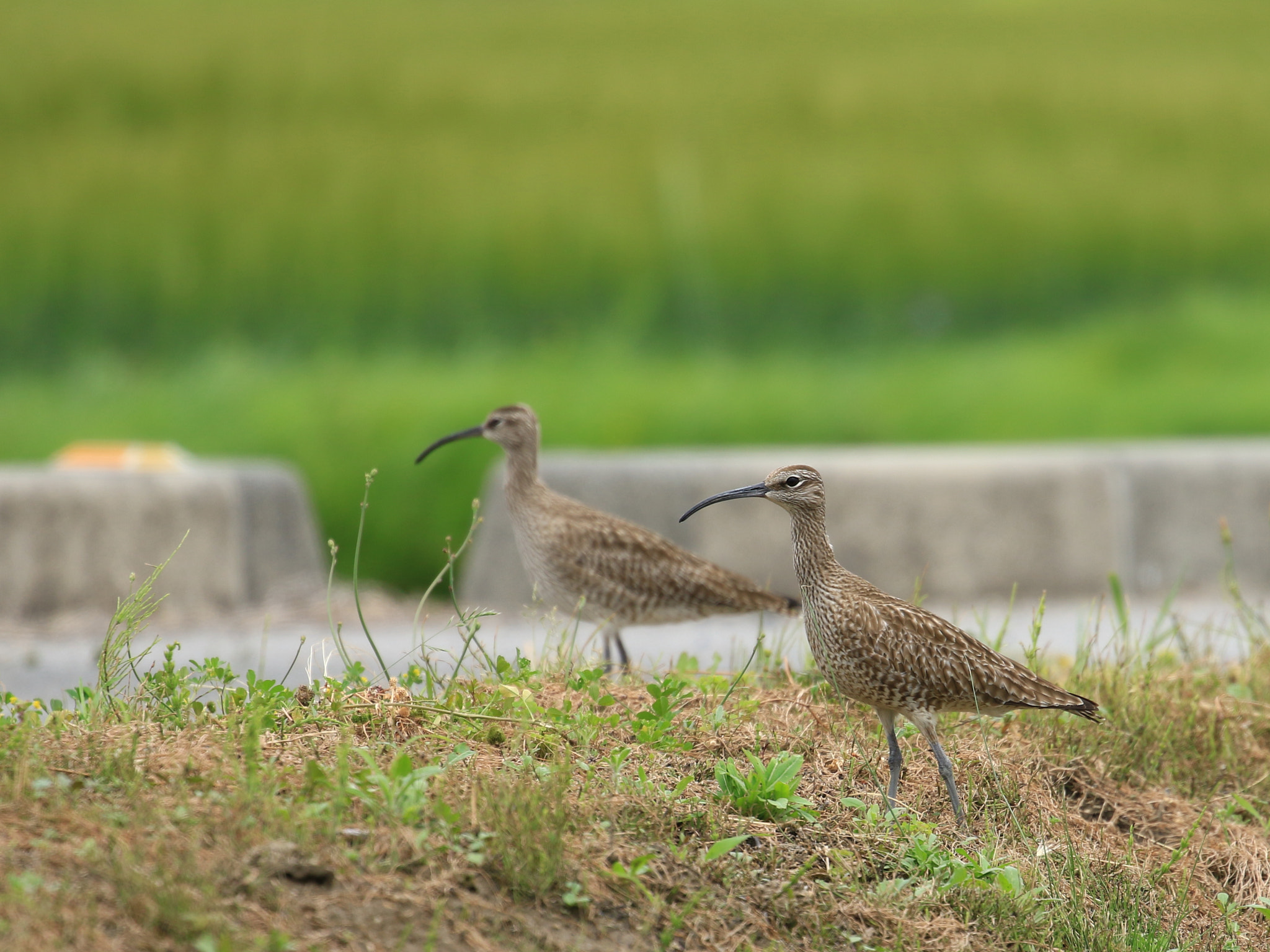 Canon EOS 7D Mark II sample photo. チュウシャクシギ  whimbrel photography