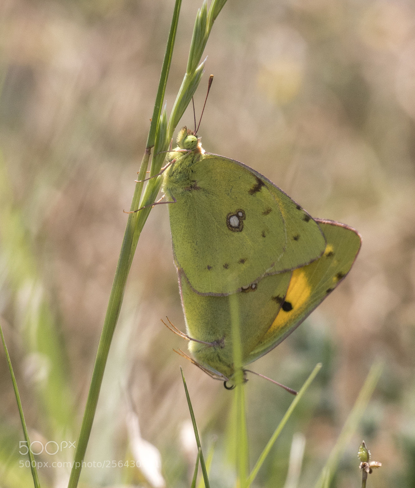 Canon EOS 77D (EOS 9000D / EOS 770D) sample photo. Butterfly photography
