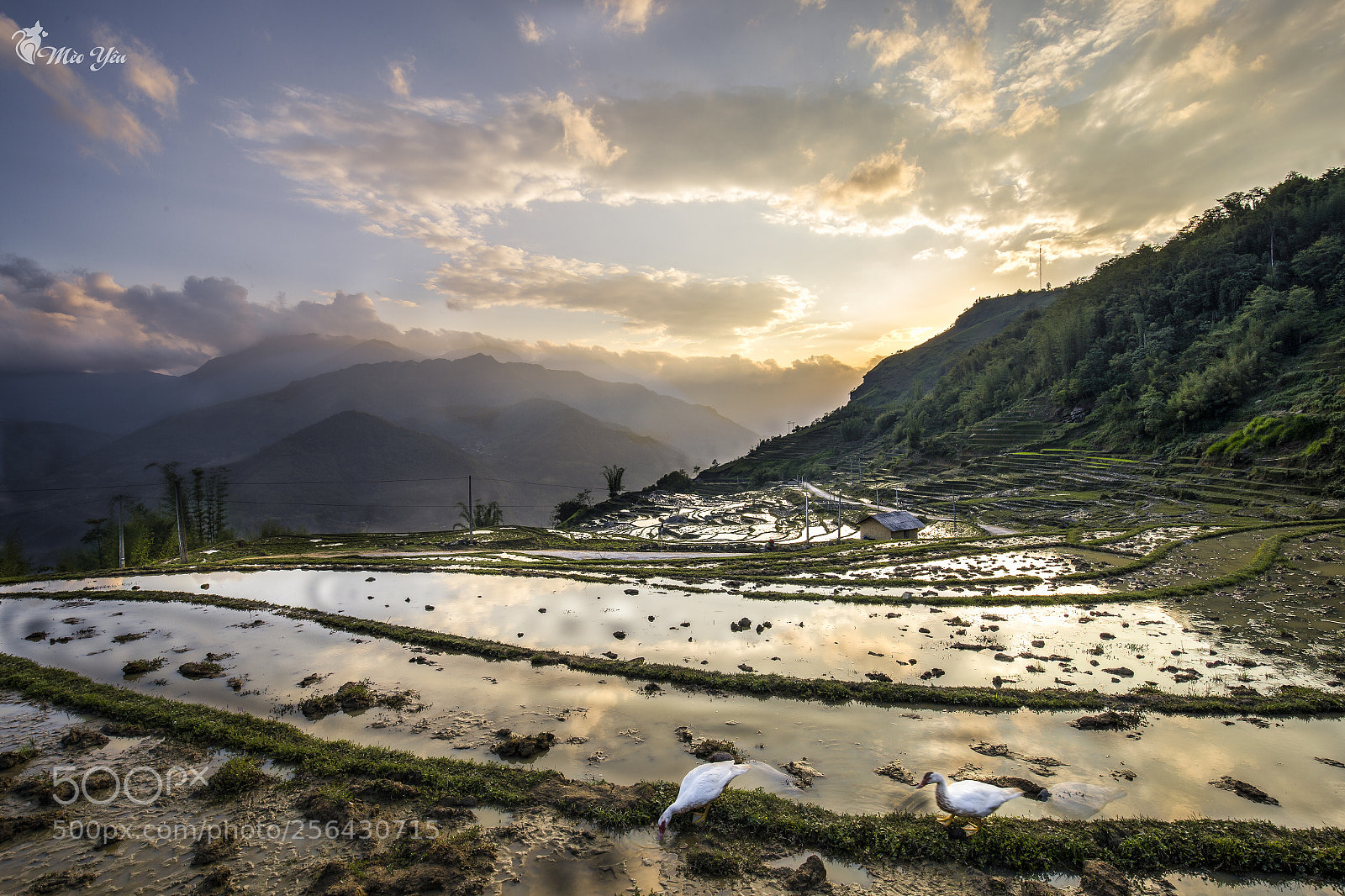 Canon EOS 6D sample photo. Duck seek on sunset photography