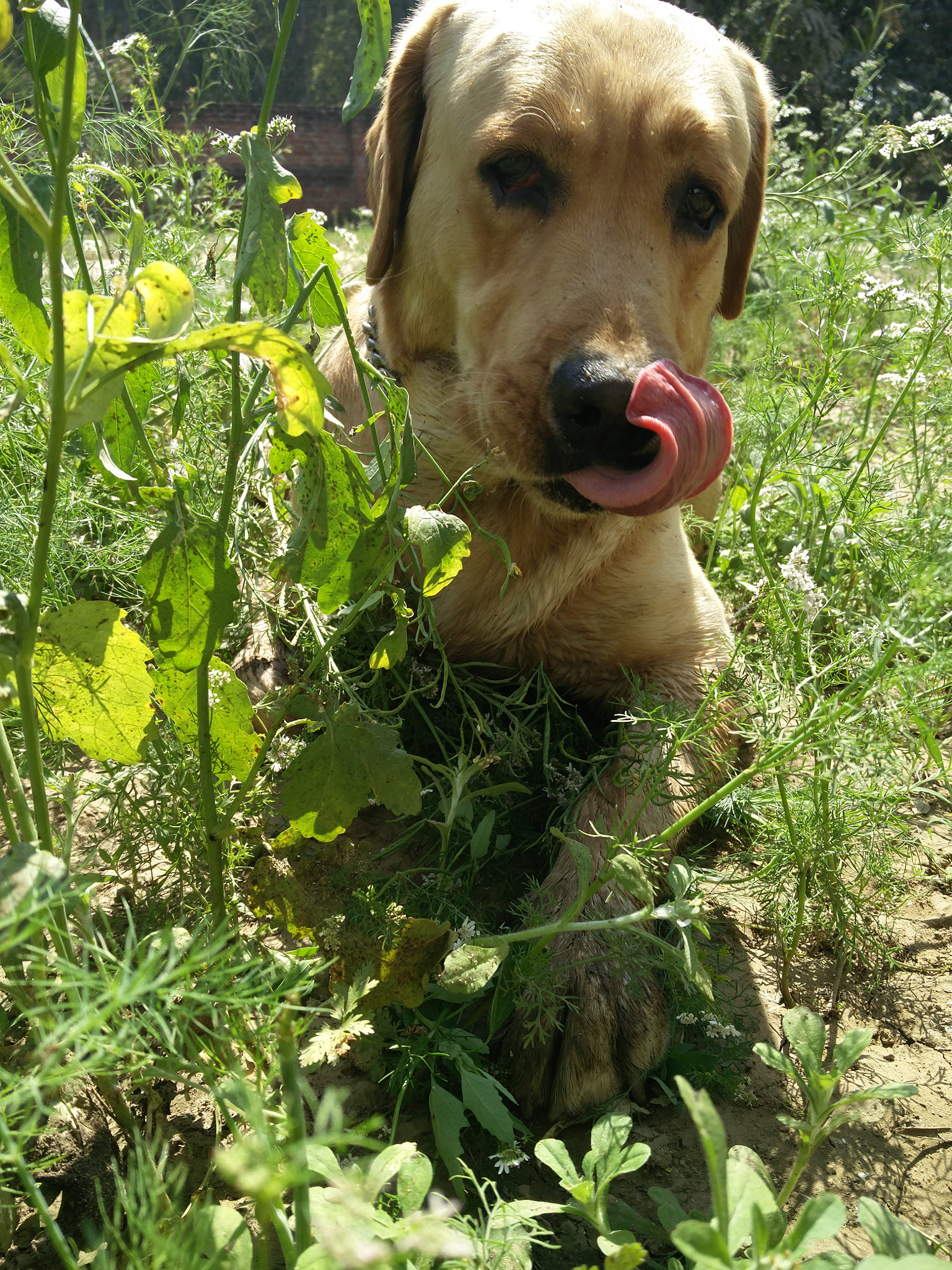 OnePlus 2 sample photo. Tongue photography