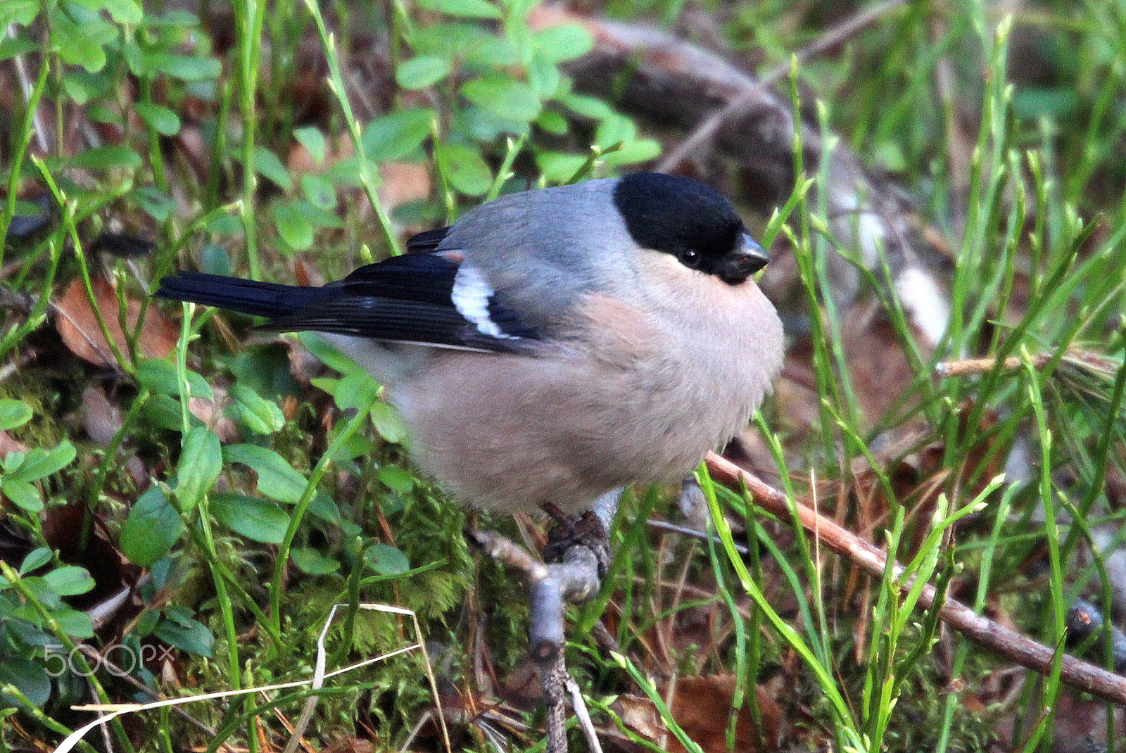 Canon EF 70-300mm F4.5-5.6 DO IS USM sample photo. The fat bullfinch. photography