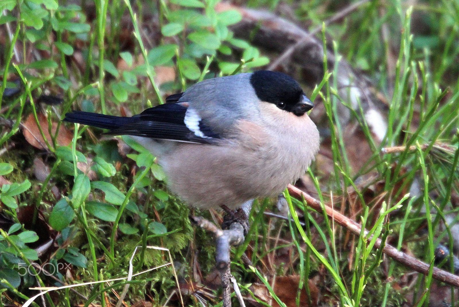 Canon EOS 700D (EOS Rebel T5i / EOS Kiss X7i) sample photo. The fat bullfinch. photography