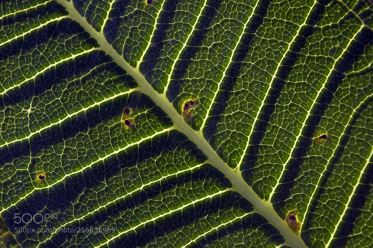 Nikon D810 sample photo. Close up photography
