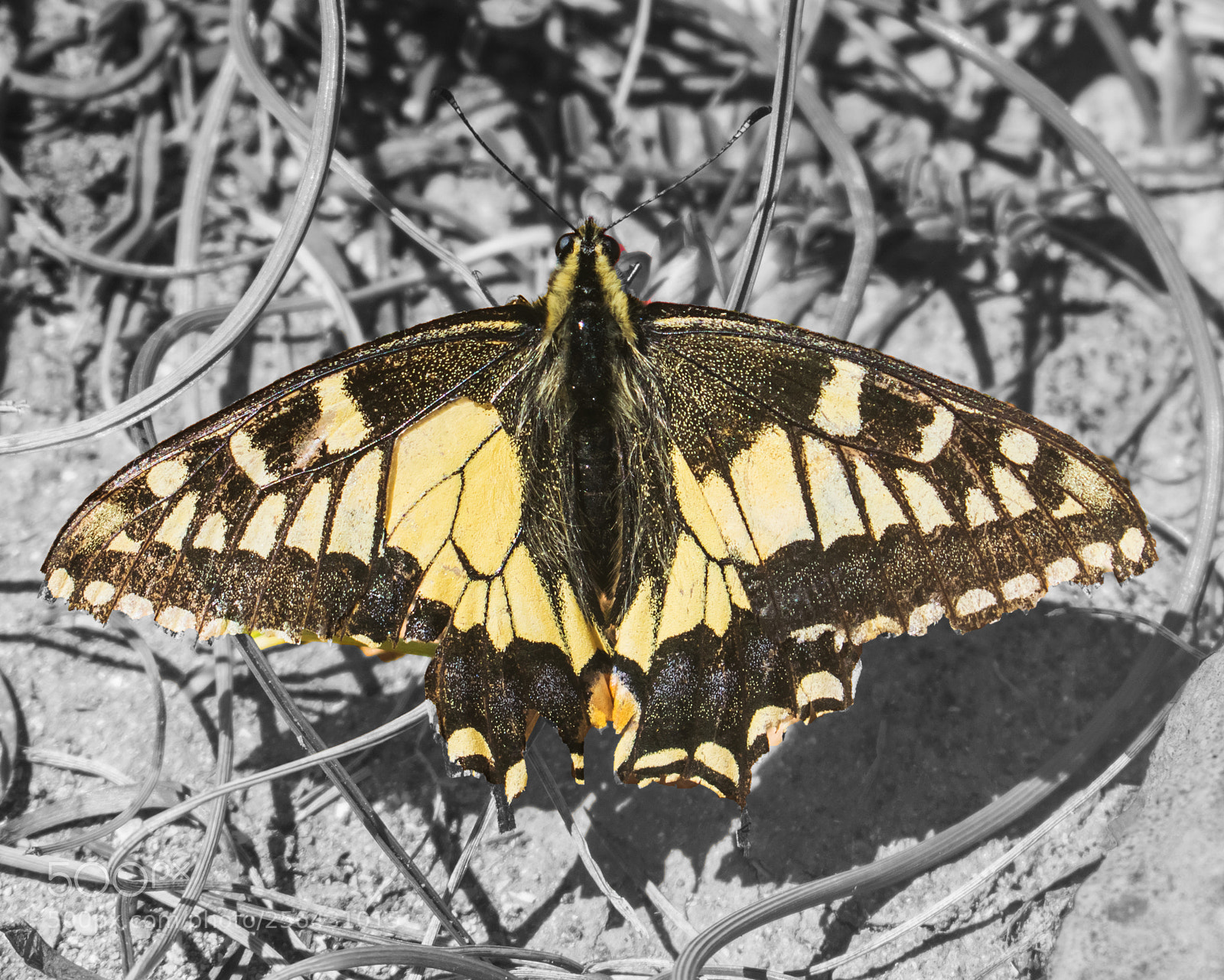 Nikon D3300 sample photo. The anise swallowtail butterfly photography