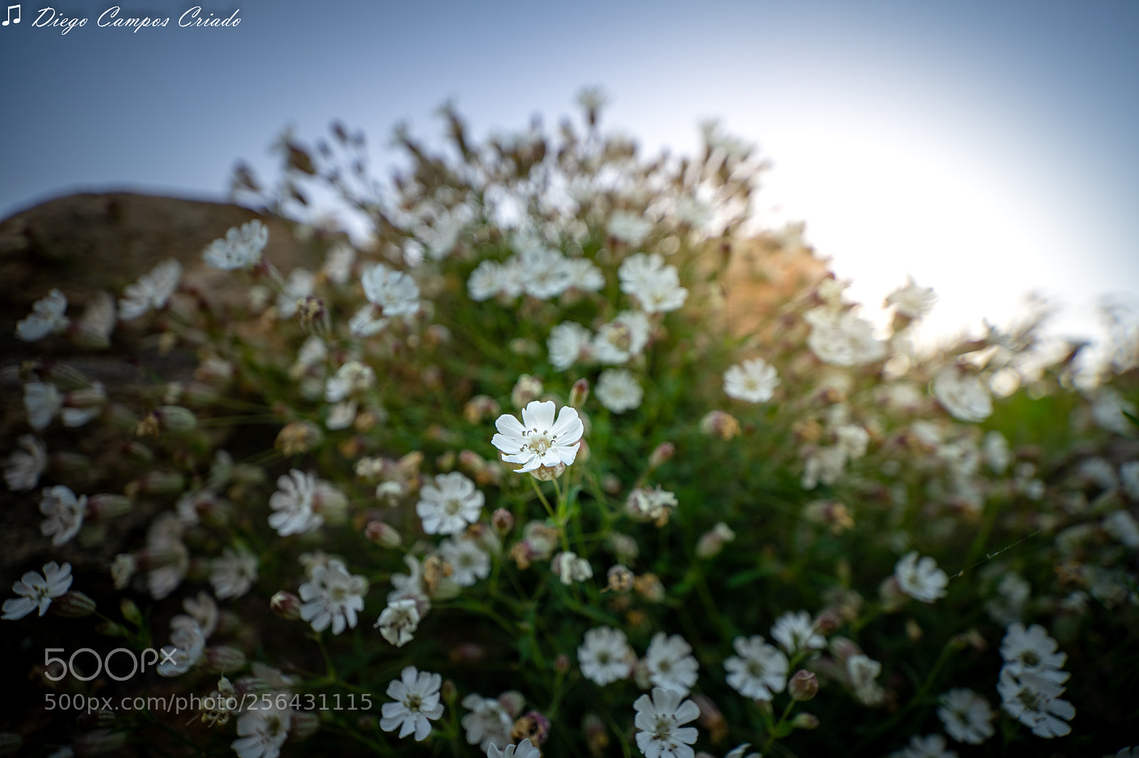 Sony a7 II sample photo. Dsc photography