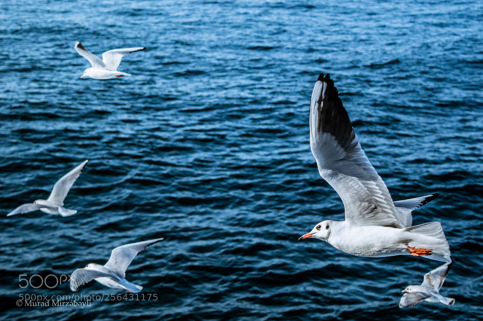 Nikon D3200 sample photo. Sea birds photography