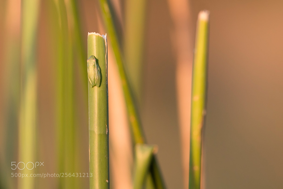 Canon EOS 70D sample photo. Long reed frog photography