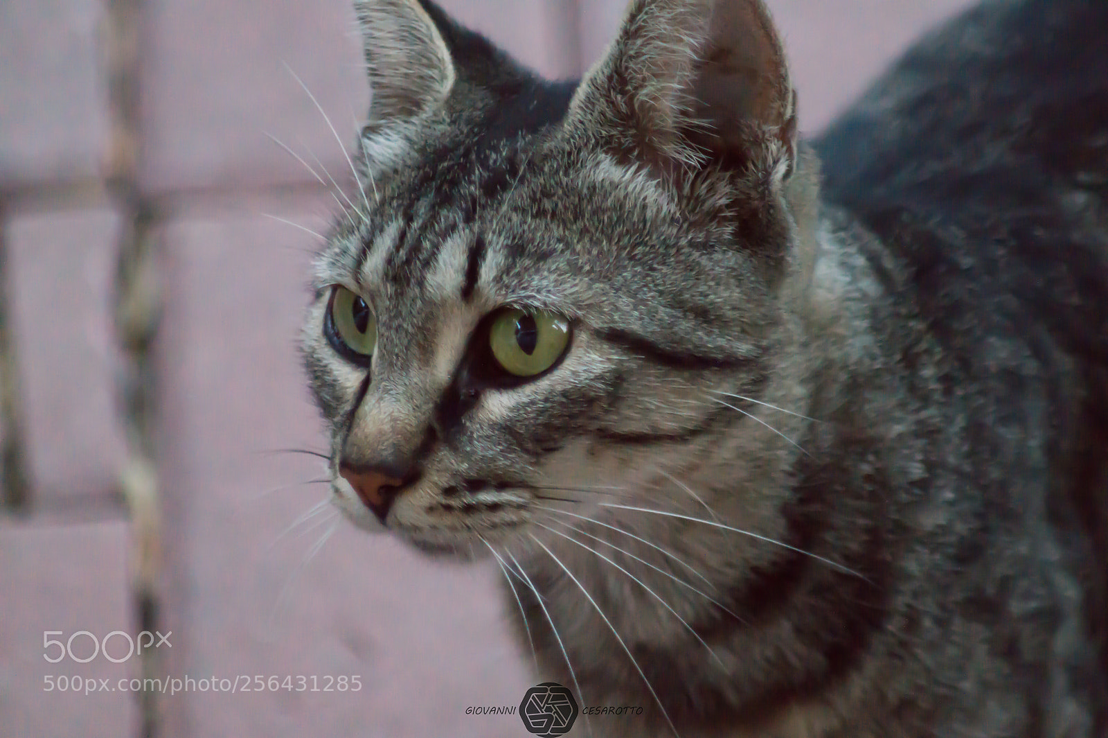Sony SLT-A58 sample photo. Cat photography