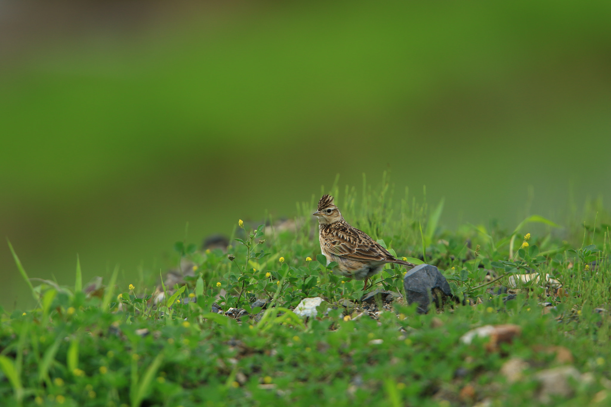 Canon EF 400mm F2.8L IS USM sample photo. ヒバリ 雲雀  eurasian skylark photography