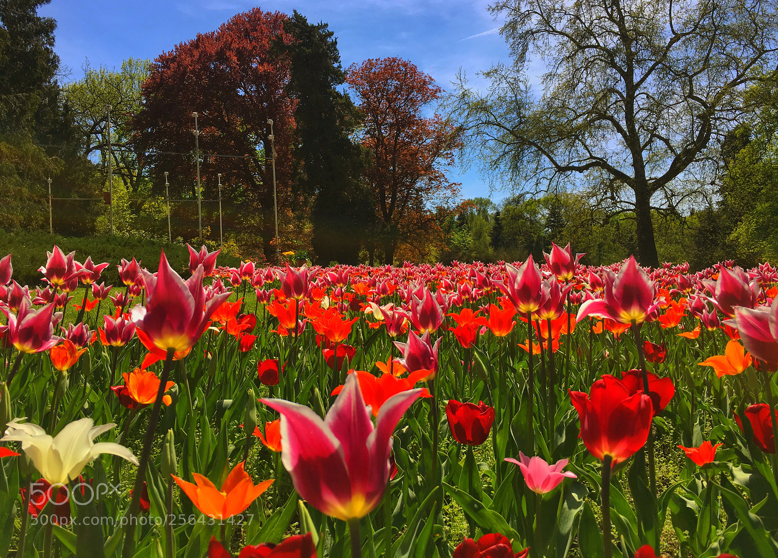 Apple iPhone 6s sample photo. Tulips garden in hungary? photography