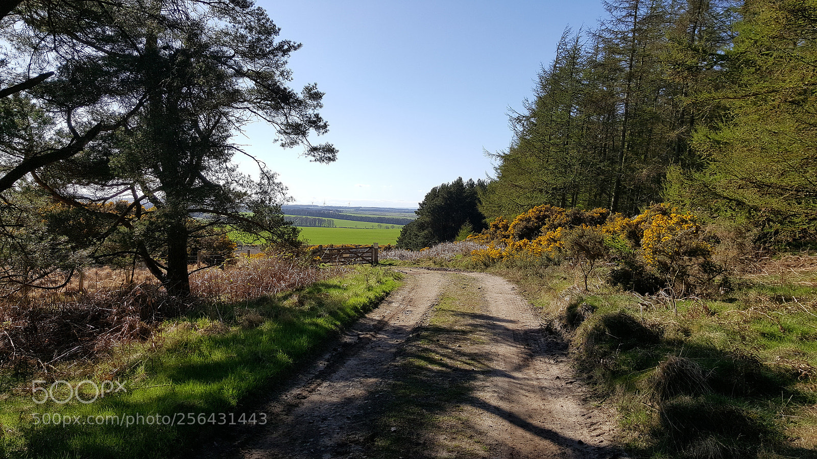 Samsung Galaxy S6 sample photo. Leaving kyloe woods photography