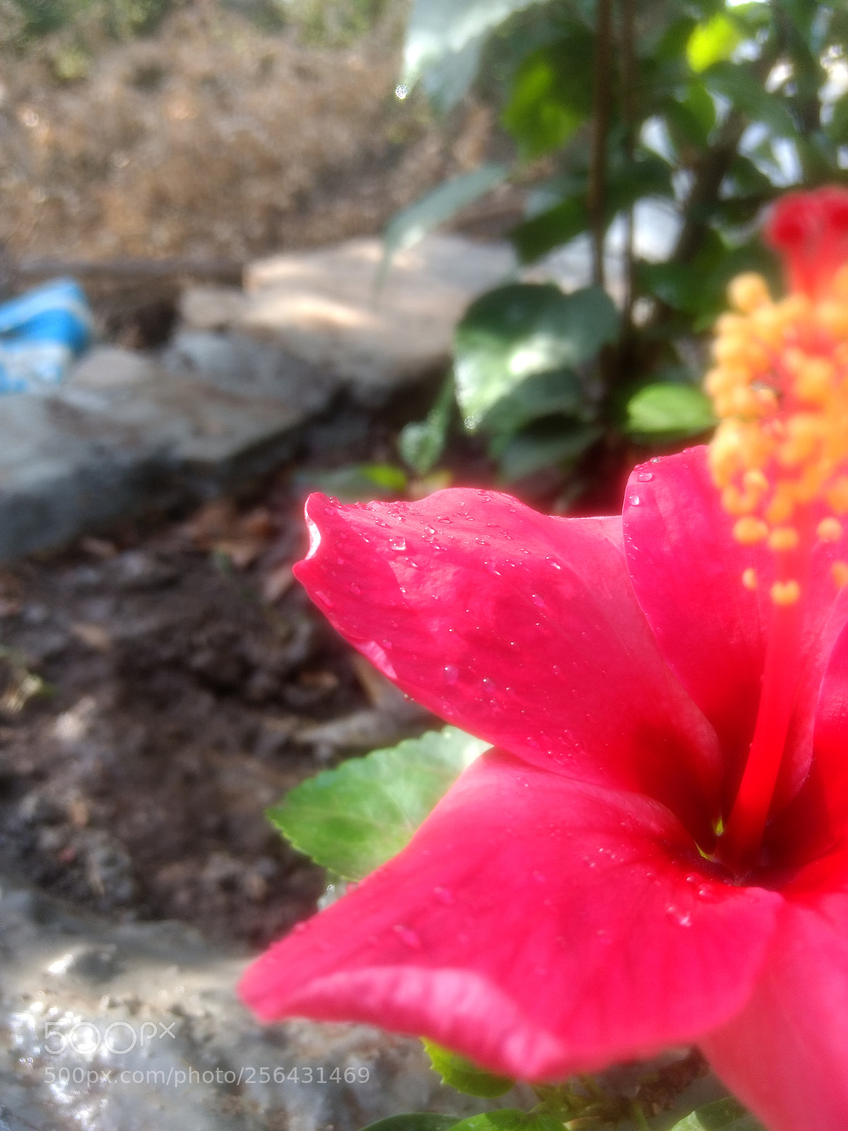 Motorola Moto G (4) sample photo. Flowers photography