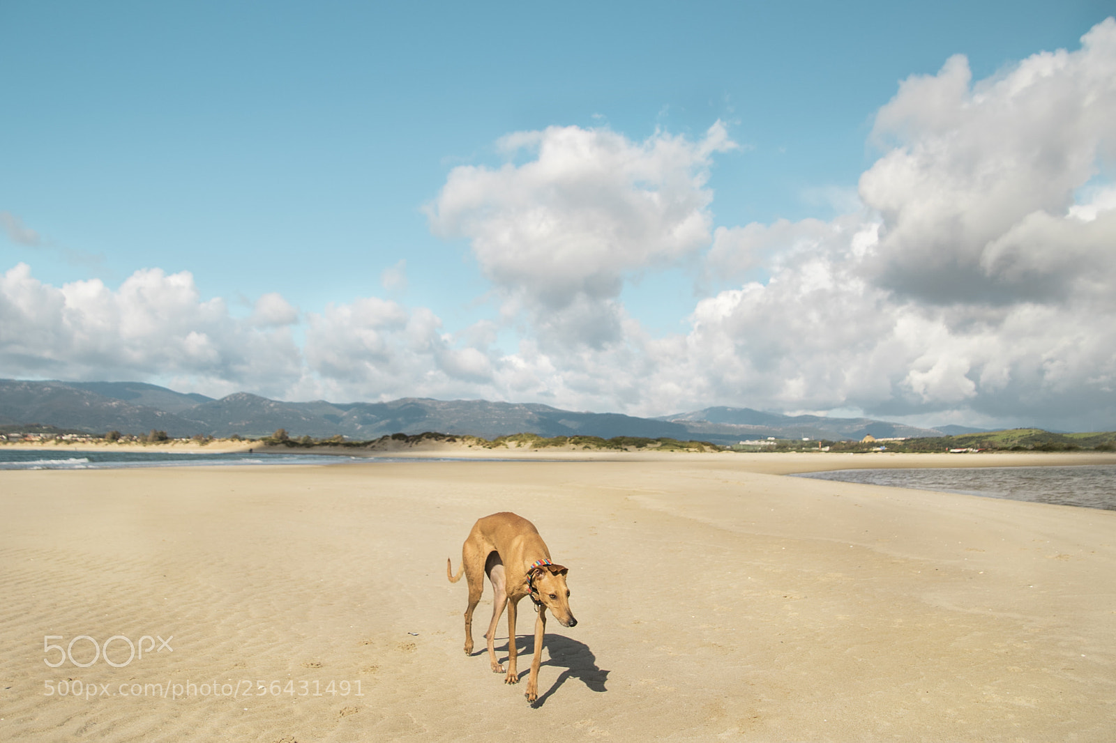 Canon EOS 7D Mark II sample photo. Greyhound on the beach photography