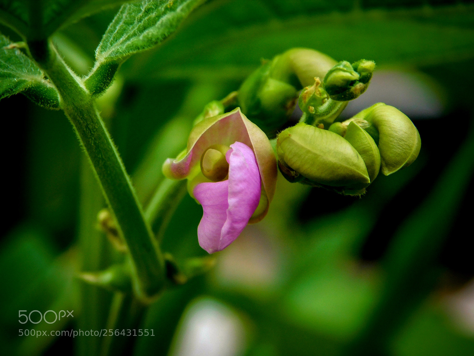 Nikon Coolpix B500 sample photo. Bean plant blossoms photography