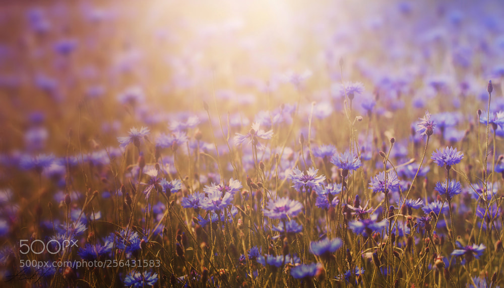 Canon EOS 7D sample photo. Centaurea field photography