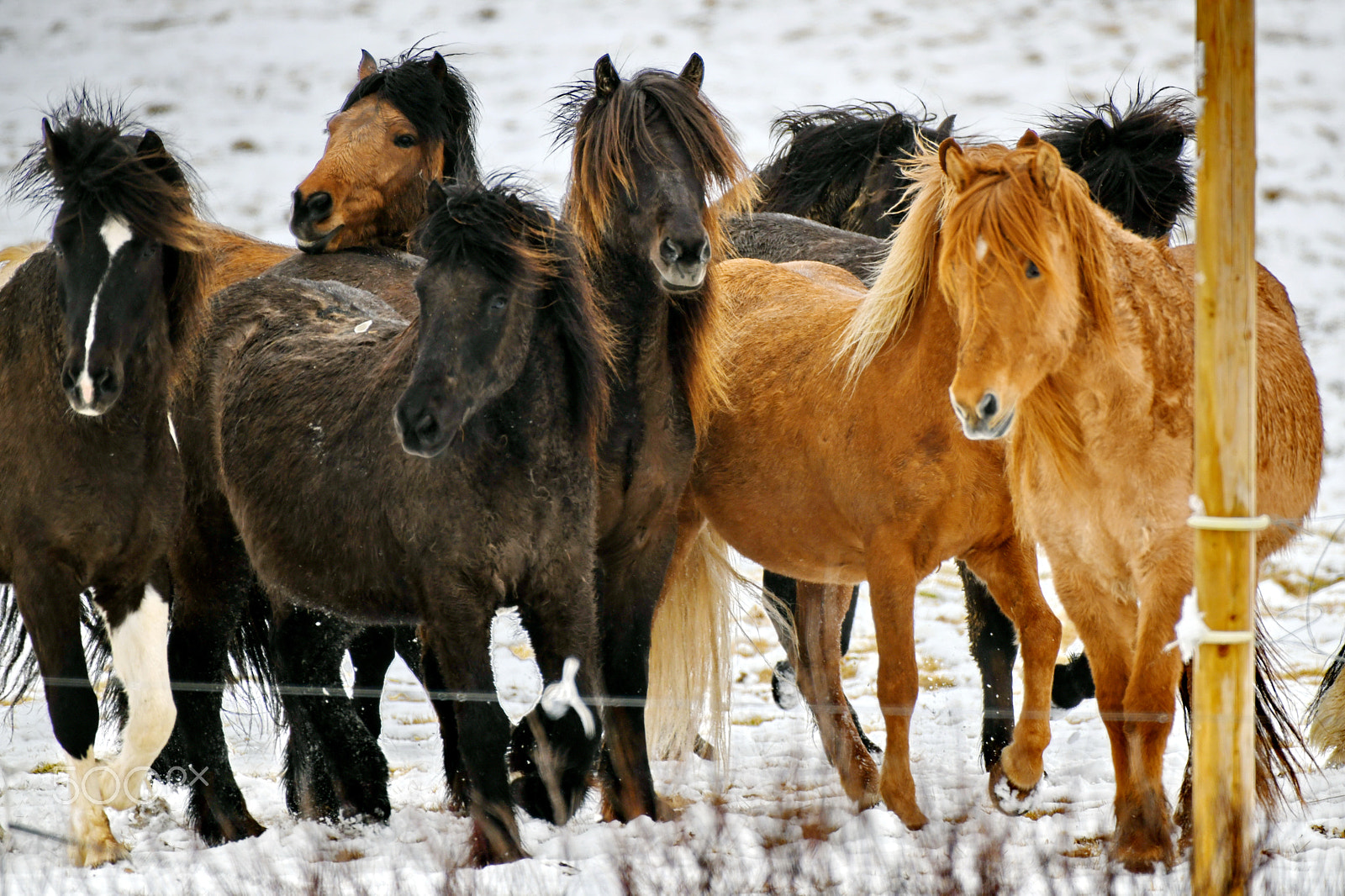 Nikon D850 + Nikon AF-S Nikkor 200-500mm F5.6E ED VR sample photo. Icelandic horses photography