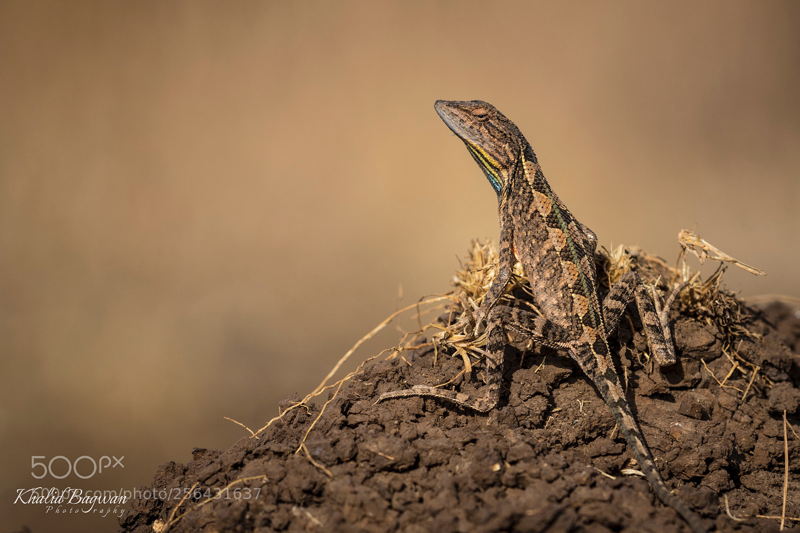 Canon EOS 7D Mark II sample photo. Fan-throated lizard (male) photography