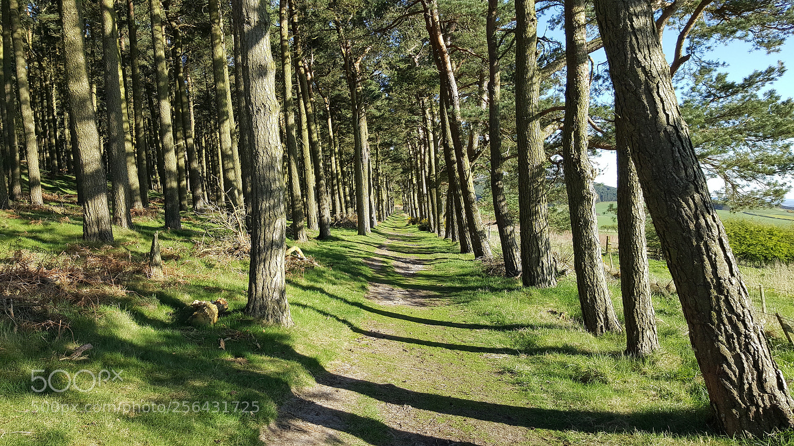 Samsung Galaxy S6 sample photo. Pine woods at st photography