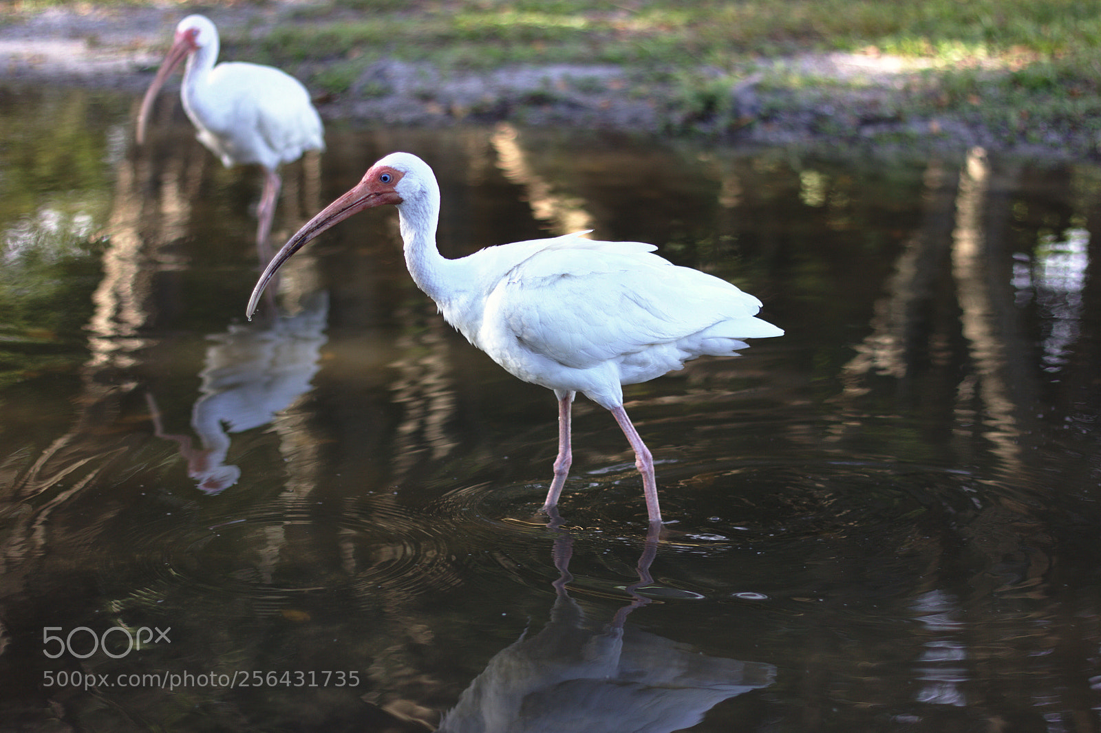 Canon EOS 600D (Rebel EOS T3i / EOS Kiss X5) + Canon EF 50mm F1.8 II sample photo. Ibis in key biscayne photography